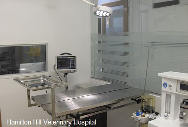 Hamilton Hill Veterinary Hospital Surgical Theatre